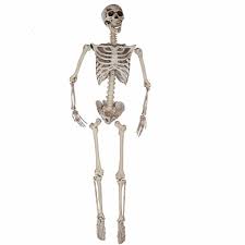 Esqueleto 165 cm.