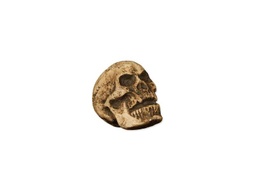 [19889] CALAVERA 17 CMS.DECREPITA